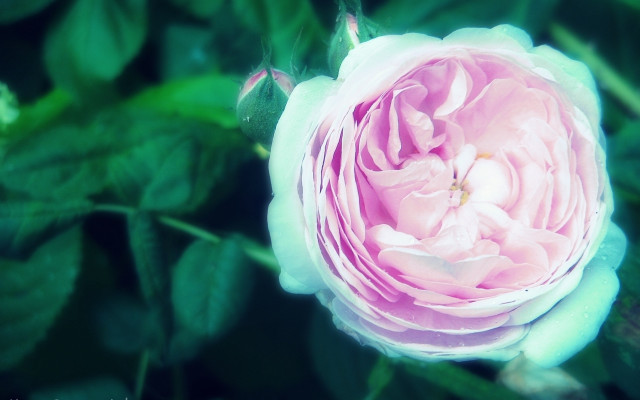 Pink flower green leaves bokeh #9 free wallpaper - medium preview image