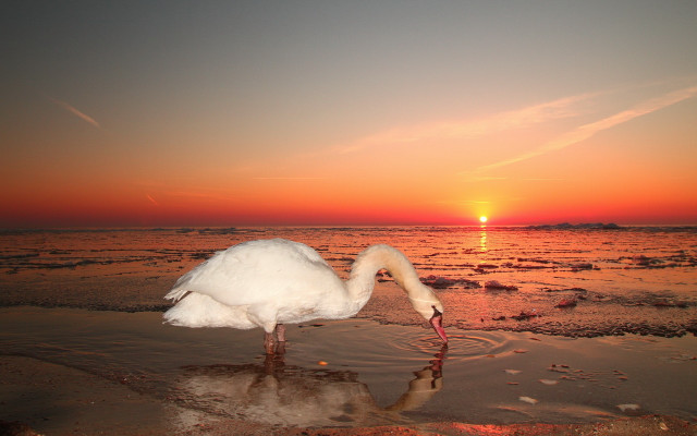 White swan beach sunset reflection free wallpaper - medium preview image