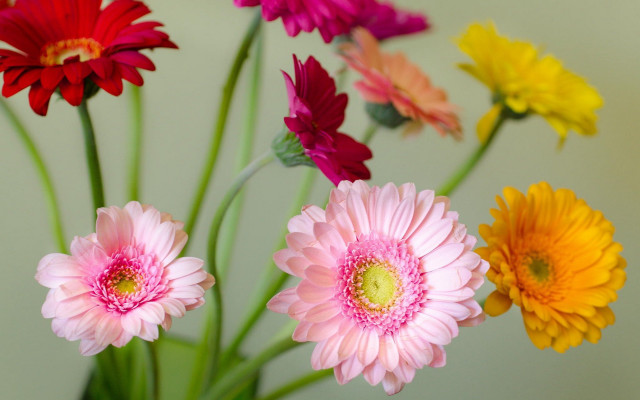 Vase floral stilllife colorful flowers free wallpaper - medium preview image