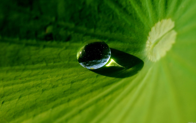 Water drop green leaf white #4 free wallpaper - medium preview image