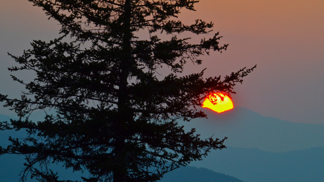 Tree sunset mountain haze forest free wallpaper - medium preview image