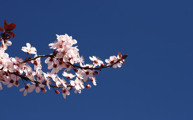 Branch white flowers blue sky #2 free wallpaper - medium preview image
