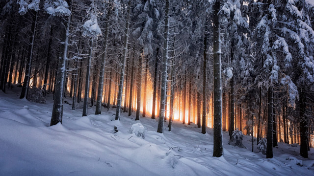 Snowy forest magical light mountains free wallpaper - medium preview image