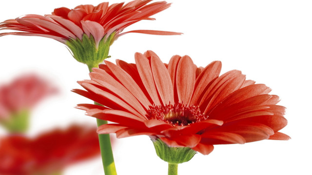 Red flowers vase green wings free wallpaper - medium preview image