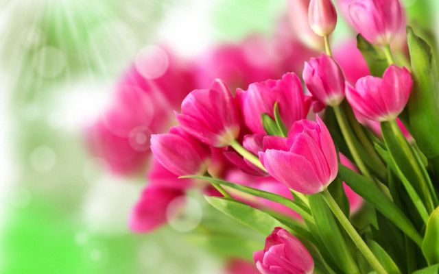 Pink flowers vase table bokeh free wallpaper - medium preview image