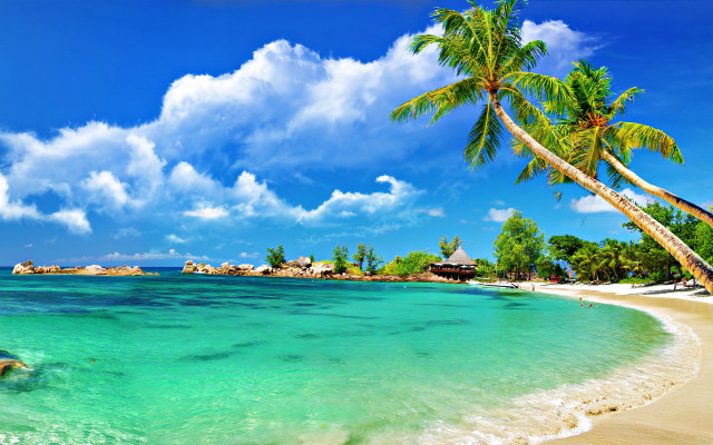 Beach palm tree blue sky #12 free wallpaper - medium preview image