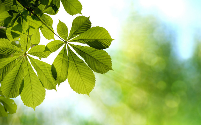 Green leafy branch sunlight blurry #2 free wallpaper - medium preview image