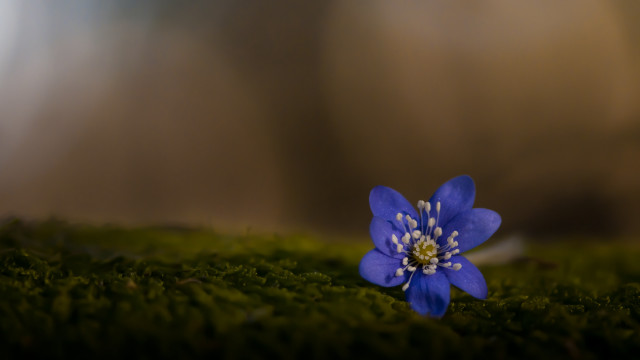 Blue flower mossy surface butterfly free wallpaper - medium preview image