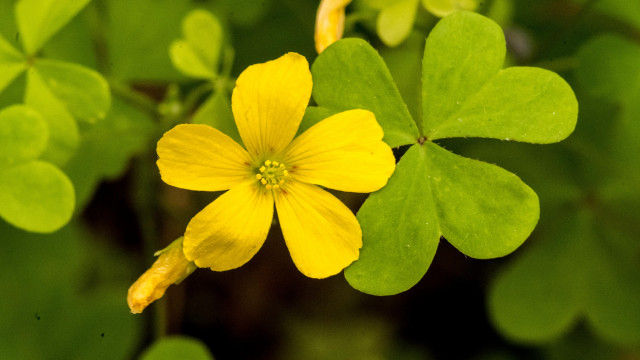 Yellow flower green leaves bokeh #3 free wallpaper - medium preview image