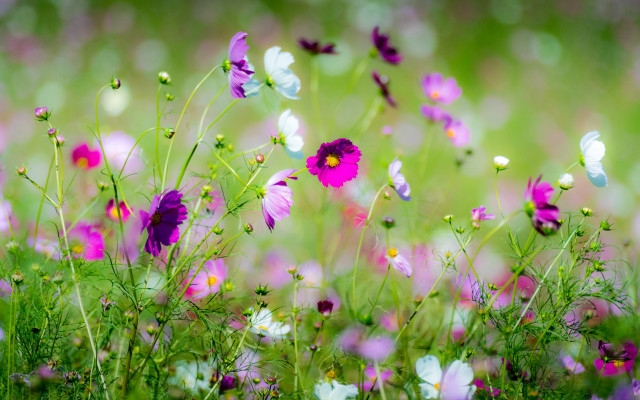 Flower field butterfly daisy garden free wallpaper - medium preview image