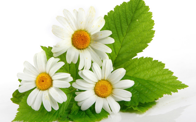 Daisy flower reflection rayonism digital free wallpaper - medium preview image