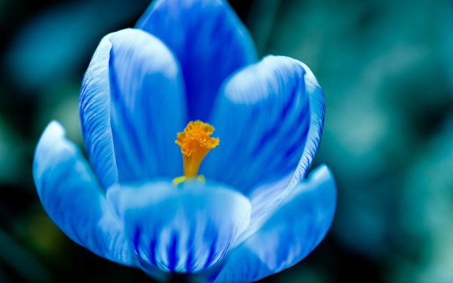 Blue flower yellow center macro #4 free wallpaper - medium preview image