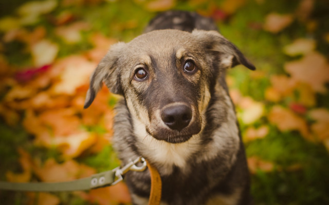 Dog leash grass leaves bokeh free wallpaper - medium preview image