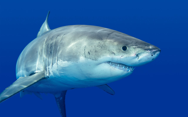 Shark smile scuba diver ocean free wallpaper - medium preview image