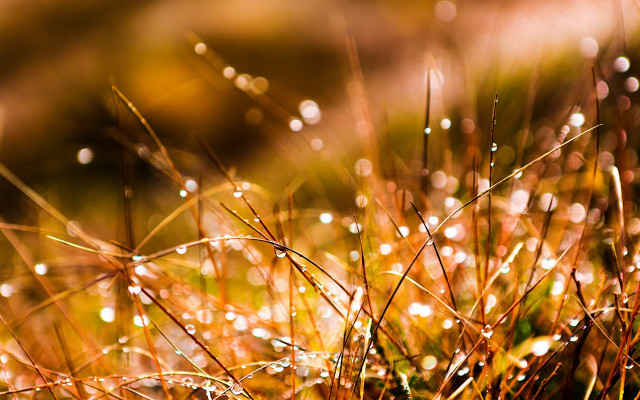 Grass water drops macro bokeh free wallpaper - medium preview image