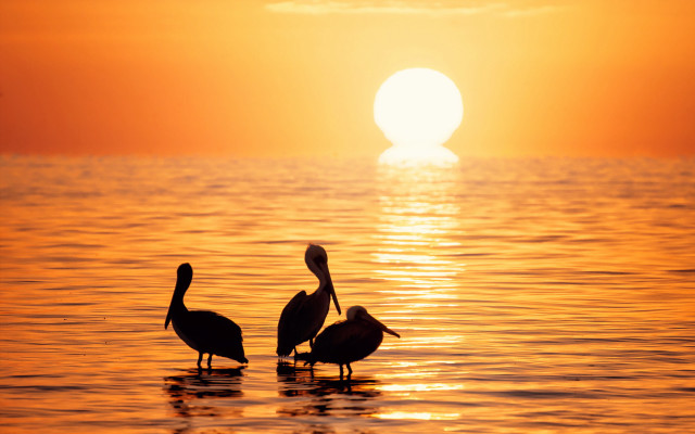 Birds sunset reflection ocean horizon free wallpaper - medium preview image