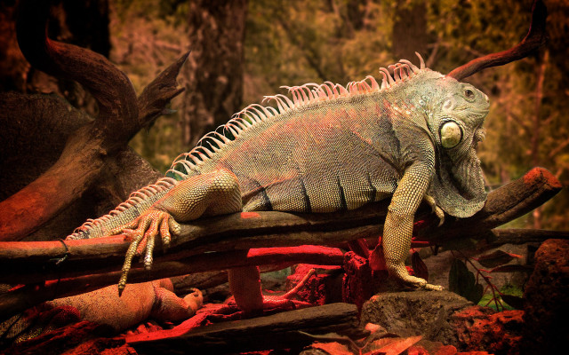 Large lizard forest fire battle free wallpaper - medium preview image