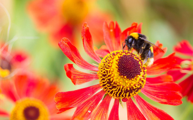Bee red flower yellow centers free wallpaper - medium preview image