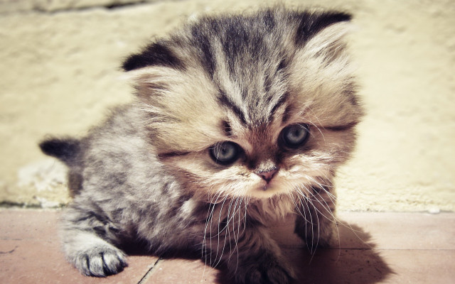 Small kitten sad face beach free wallpaper - medium preview image
