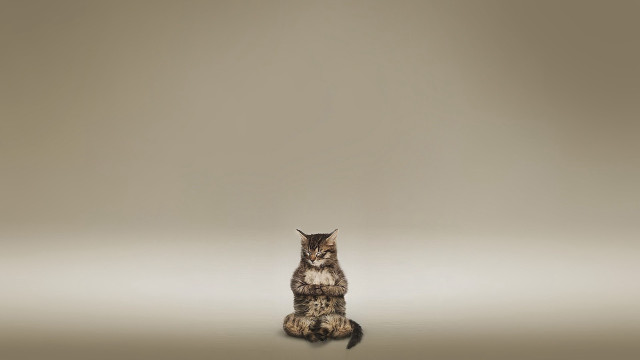 Cat sitting gradient background album free wallpaper - medium preview image