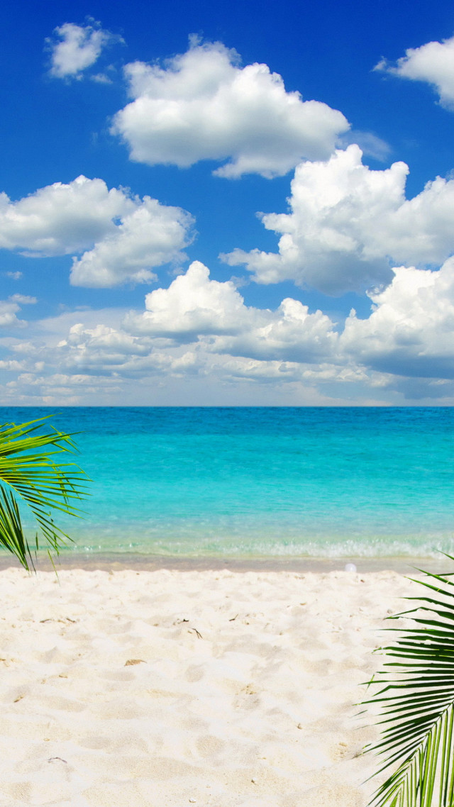 Beach palm tree blue sky #11 free wallpaper - medium preview image