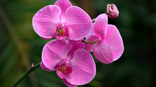 Pink flower green background butterfly free wallpaper - medium preview image