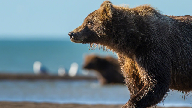 Brown bear beach ocean birds free wallpaper - medium preview image