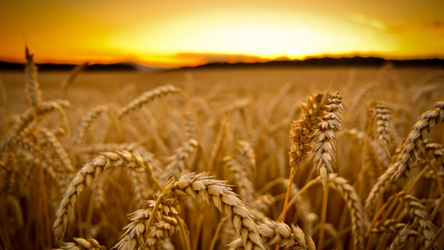 Wheat sunset orange sky fire free wallpaper - medium preview image
