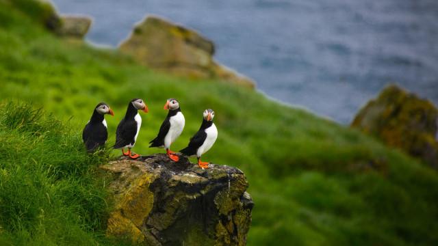 Three birds rock shore ocean #2 free wallpaper - medium preview image