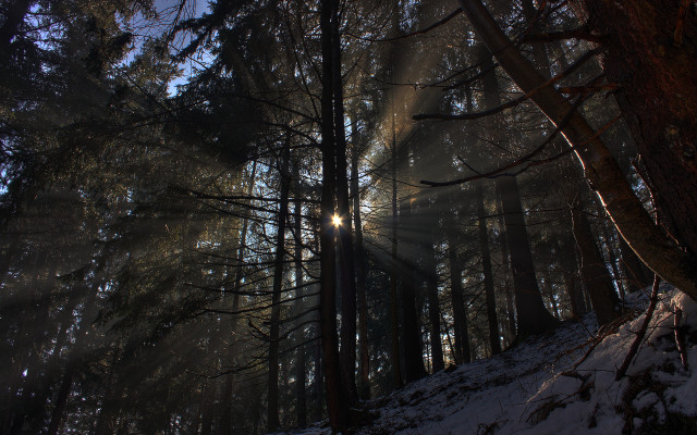 Sunbeam forest snow moonlight night free wallpaper - medium preview image