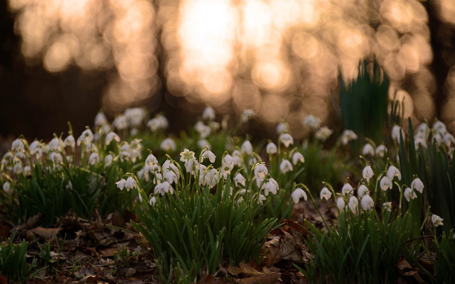 White flower field sunlight nature free wallpaper - medium preview image
