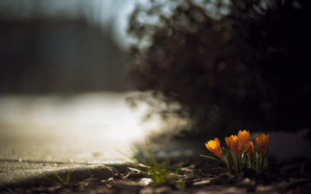 Flowers dirt grass blurry sky free wallpaper - medium preview image