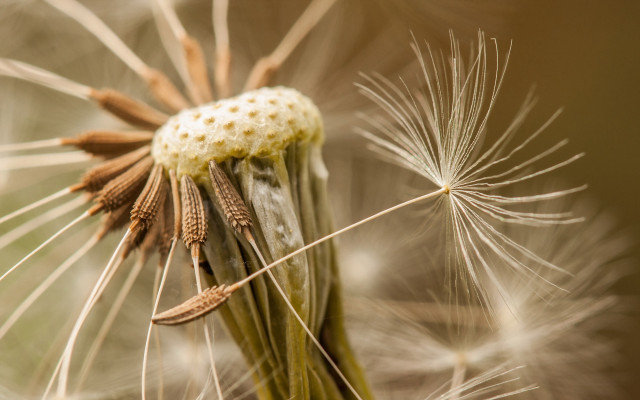 Dandelion seeds blowing sunny forest free wallpaper - medium preview image