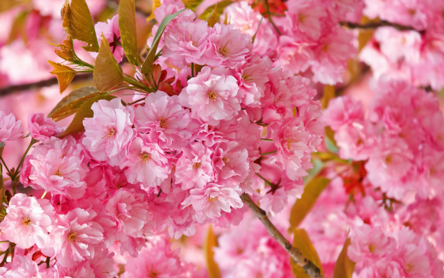 Pink flower tree branch sakura free wallpaper - medium preview image