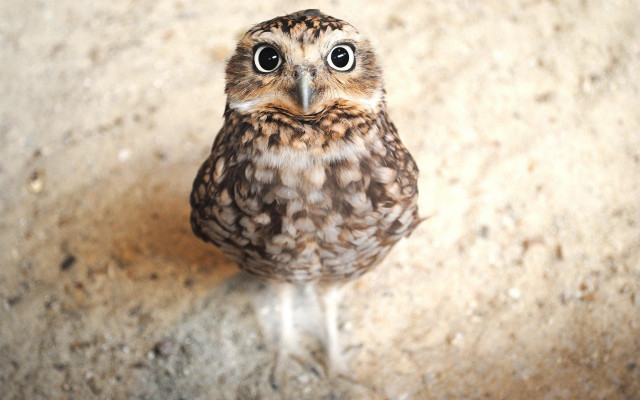 Small owl sad eyes looking free wallpaper - medium preview image