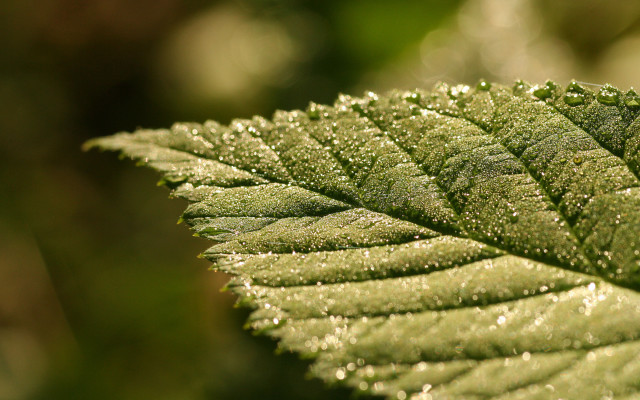Green water droplets macro leaf free wallpaper - medium preview image