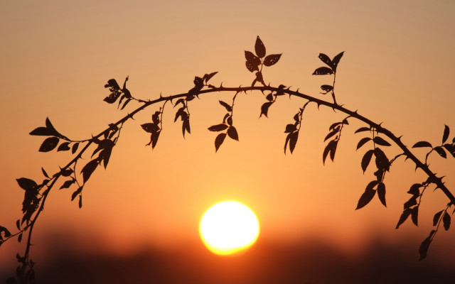 Silhouetted branch leaves sunset foggy free wallpaper - medium preview image