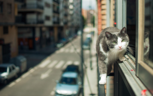 Cat window ledge street bokeh free wallpaper - medium preview image