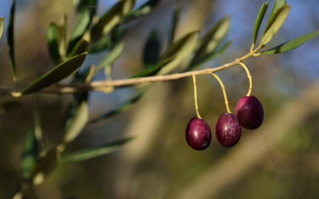 Branch fruit leaves bokeh outdoors free wallpaper - medium preview image