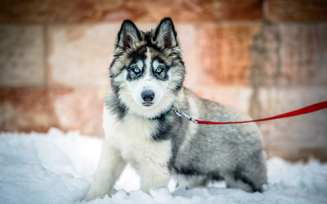 Husky blue eyes snow leash free wallpaper - medium preview image