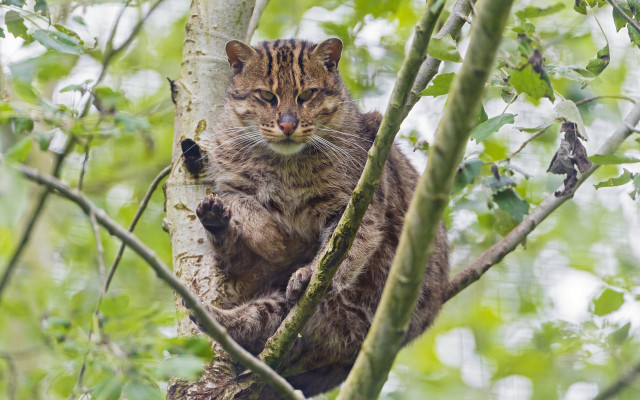 Cat sitting tree branch sad free wallpaper - medium preview image