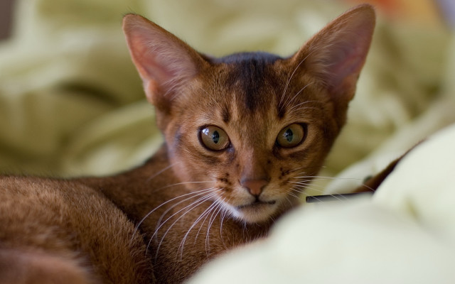Sad cat blurry background portrait free wallpaper - medium preview image