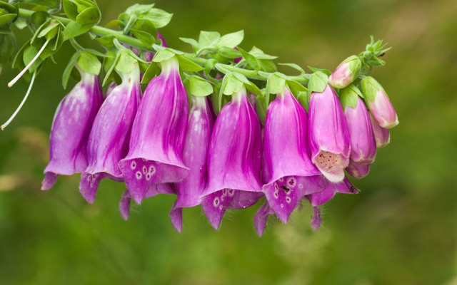 Flower blurry background nature green free wallpaper - medium preview image