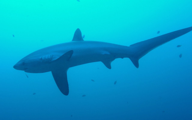 Large shark ocean fish Andrew free wallpaper - medium preview image