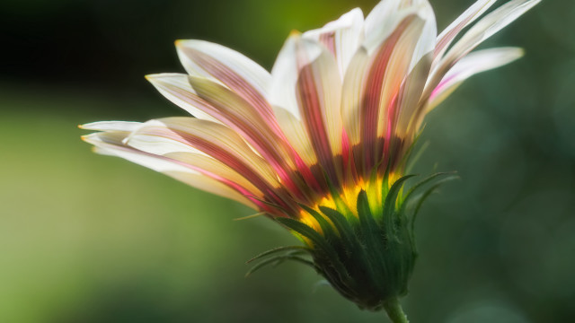 Flower macro backlighting green gradient free wallpaper for desktop - medium preview image