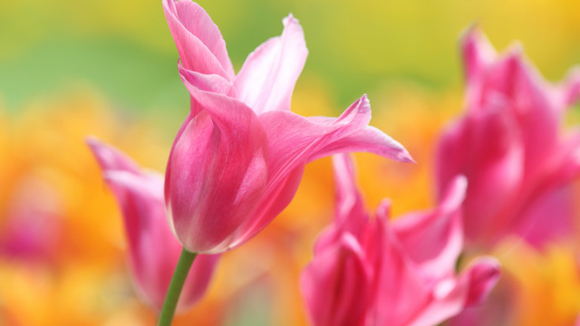 Pink flower macro blurry background #12 free wallpaper - medium preview image