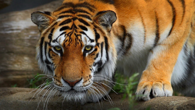 Tiger walking rock zoo exhibit free wallpaper - medium preview image