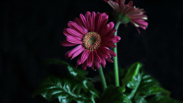 Flower leaf lotus sunflower macro free wallpaper - medium preview image
