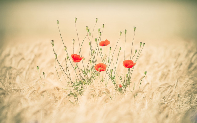 Tall grass red flowers impressionist free wallpaper - medium preview image