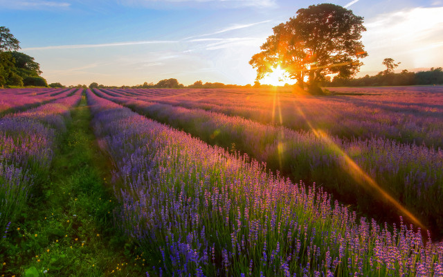 Lavender field sunset tree blue #2 free wallpaper - medium preview image